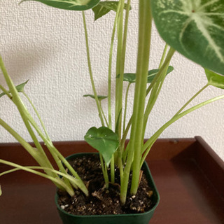 【ネット決済】観葉植物　カラジウム　ホワイトキャップ