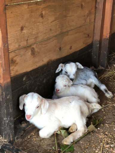 ヤギ販売中❗️】ヤギの赤ちゃんの販売を行っています🐐 (やぎや藤枝市 