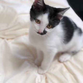 大阪府の子猫 里親募集 ジモティー