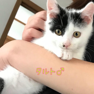 大阪府の子猫 里親募集 ジモティー