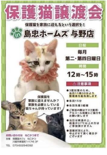 保護猫譲渡会 In 島忠ホームズ与野店 みこまんま 北浦和のその他のイベント参加者募集 無料掲載の掲示板 ジモティー