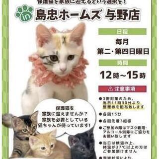 保護猫譲渡会 IN 島忠ホームズ与野店