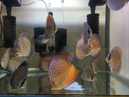 ディスカス6〜12cm