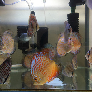 ディスカス6〜12cm
