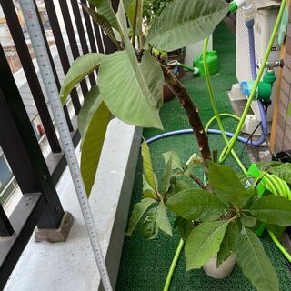 【ネット決済】★プルメリア 鉢植え ②