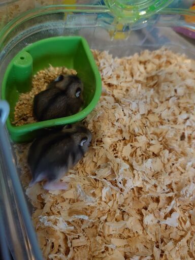 ジャンガリアンハムスター赤ちゃん かなた 亀崎のその他の里親募集 ジモティー