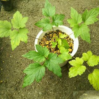 シュウメイギク（秋明菊）桃色　つぼみ付き　15cmプラスチック鉢植え