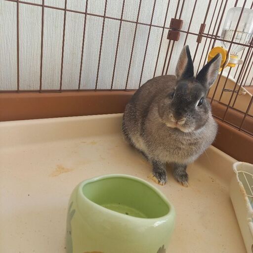 1才のメスうさぎの里親さま募集 まなみ 河辺のその他の里親募集 ジモティー