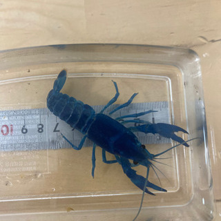 中古アメリカザリガニが無料 格安で買える ジモティー