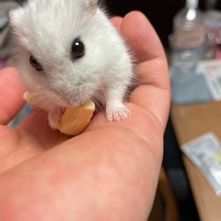 飼ってくれる方募集します - その他