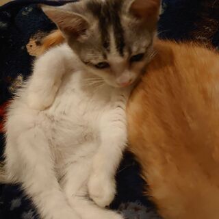 生後1ヶ月の甘えん坊の女のコ - 猫