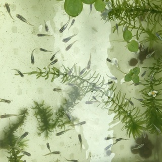【おまけ付き】雲州ミユキメダカ　幼魚　10匹