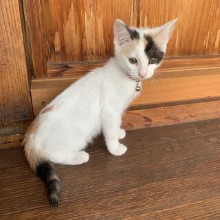 ★里親様決まりました★生後2，3カ月の可愛い三毛猫女の子！の画像