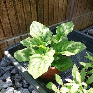 中古金魚草が無料 格安で買える ジモティー