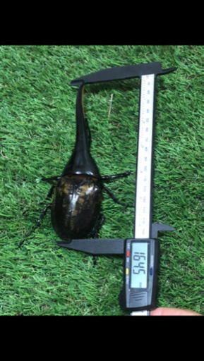 全国送料無料】【送料無料】大型血統 amazonico ヘラクレス 164.5ミリ