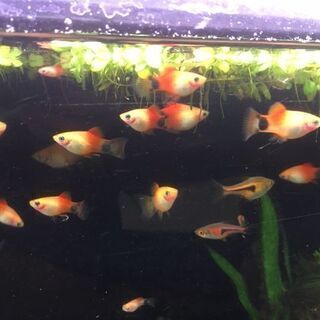 中古プラティが無料 格安で買える 4ページ目 ジモティー