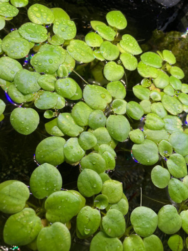 アマゾンフロッグピット 水草 たいたい 中野のその他の中古あげます 譲ります ジモティーで不用品の処分 アマゾンフロッグピット 水草 たいたい 中野のその他の中古あげます 譲ります ジモティーで不用品の処分