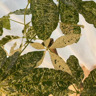 パキラミルキーウェイ