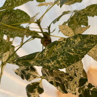 パキラミルキーウェイ