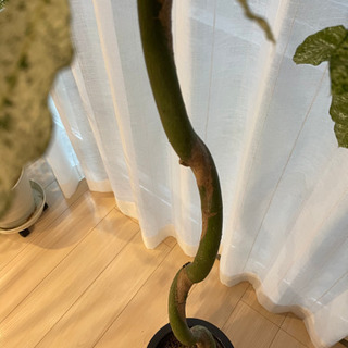 パキラミルキーウェイ