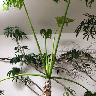 観葉植物 セローム 170cm 観葉植物 セローム 【公式通販】