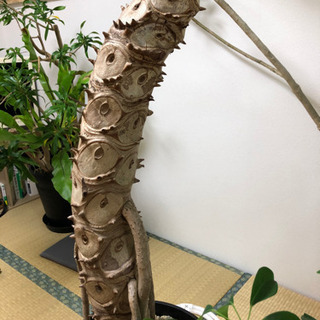 観葉植物 セローム 【公式通販】