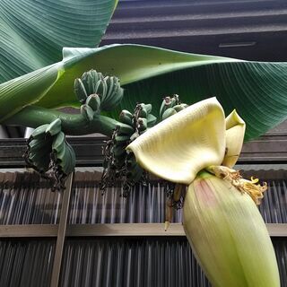 バショウ　バナナのような木　耐寒性　植物　鉢ごと