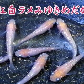 紅白ラメみゆきめだか種親候補のLサイズの成魚と、その卵