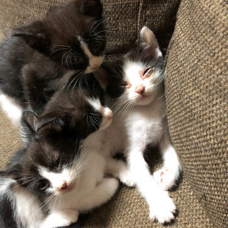 猫4匹近くで産まれました。