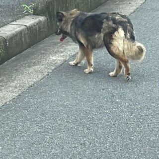 気にかけて下さった方、ありがとうございました。保護されました。 - 門真市