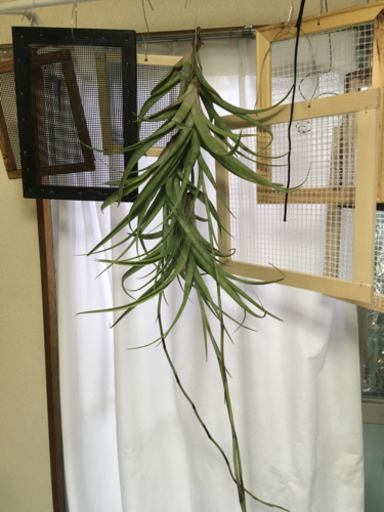 エアープランツ   フレクスオーサ　植物