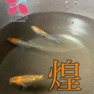 ❀·°咲蔵めだか❀·° 煌ラメ 稚魚〜若魚 10匹 明日までです！