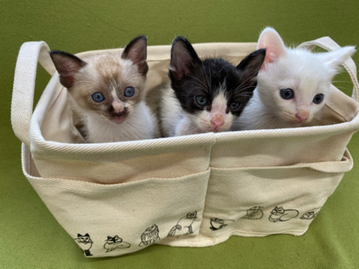 子猫2匹の御家族募集 只今一時募集停止 ビーズ 朽網の猫の里親募集 ジモティー