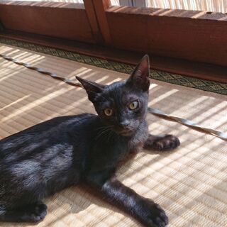 【代理掲載】黒猫の男の子・ジジ - 米子市