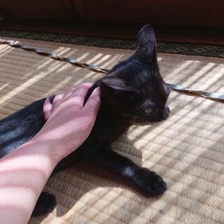 【代理掲載】黒猫の男の子・ジジ - 猫