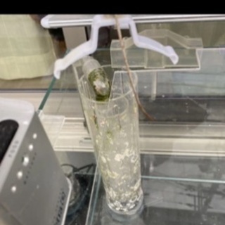 オーバーフロー水槽 オーバーフロー水槽