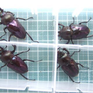 ニジイロクワガタ　【beetle shop桜様の血統】2ペア