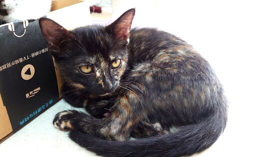 可愛いさび猫2匹 メス オス です みそ 逗子 葉山の猫の里親募集 ジモティー 可愛いさび猫2匹 メス オス です みそ 逗子 葉山の猫の里親募集 ジモティー