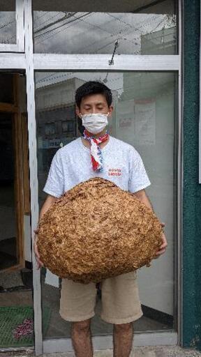 縁起物　スズメバチの巣