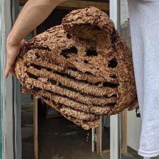 縁起物　スズメバチの巣