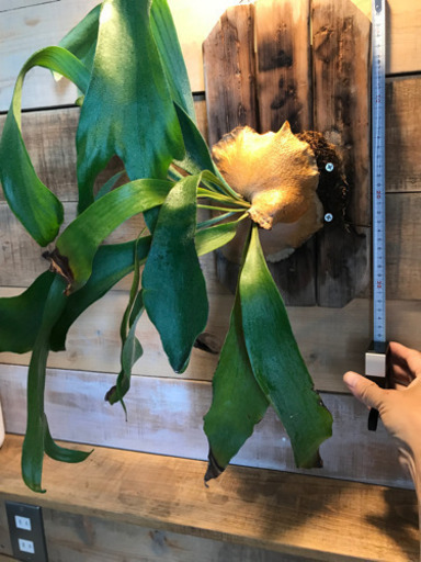 コウモリラン　板付け　ビカクシダ　ネザーランド　板サイズ　約30cm×18cm 観葉植物　インテリア