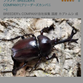 【ネット決済】カブトムシペアで