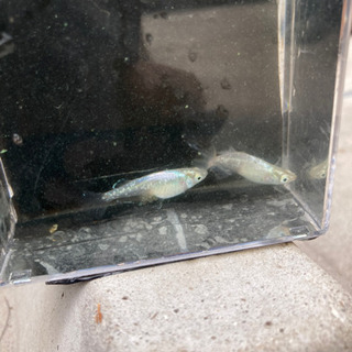 月虹メダカ成魚1ペア。