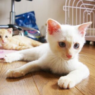 【募集一時停止させていただきます】仲良し兄弟保護猫（2ヶ月）里親募集 − 大阪府