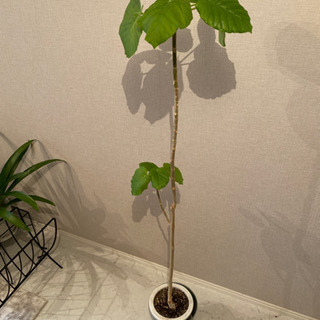 ウンベラータ 観葉植物 135cm 轟 渋谷のその他の中古あげます 譲ります ジモティーで不用品の処分