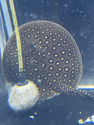 安心サイズ 極美 クロコダイルスティングレー 雌 ♀±16cm 人工餌食べ