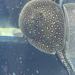 安心サイズ 極美 クロコダイルスティングレー 雌 ♀±16cm 人工餌食べ