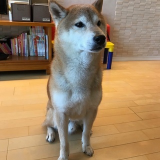 柴犬（オス9歳）里親になってくれる方を探しています。