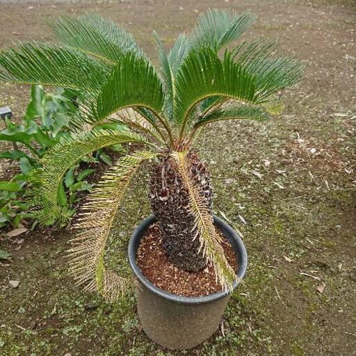 蘇鉄 鉢植え