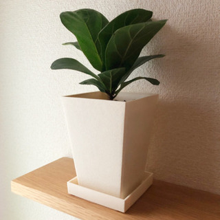 観葉植物　カシワバゴムノキ（フィカス・リラータ）　24cm　3号鉢付き